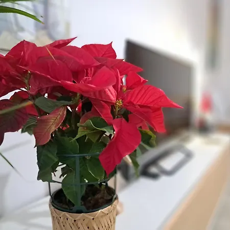 Apartment Romanico Centro Zamora